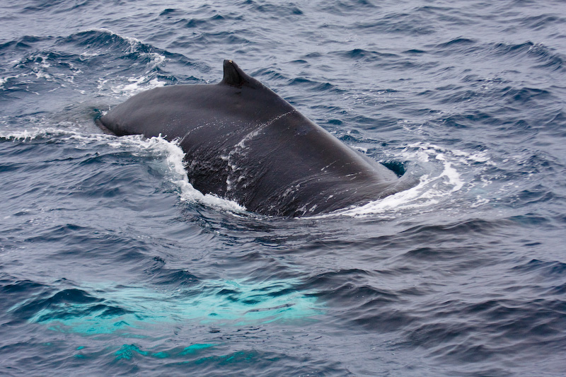 Humpback Whale